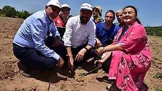 200 yıl sonra Sındırgı'da kök boya bahçesi kuruldu
