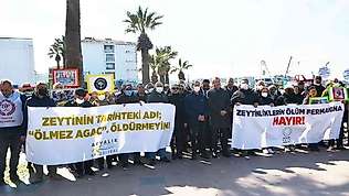 Ayvalık'ta 'zeytin ağacı' eylemi