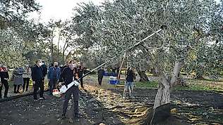 Balıkesir Valisi Şıldak zeytin hasadı yaptı