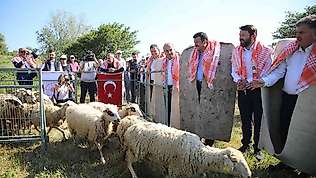 Bergama'da hayvan otlatma sezonu açıldı
