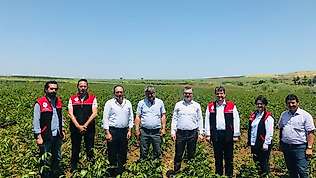 Ceviz fidanları bir çok ülkeye ihrac ediliyor