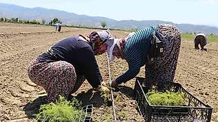 Efeler'in yetiştirdiği tarım ürünlerine Kuşkonmaz eklendi