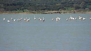 Göç eden flamingolar Çanakkale Tarihi Alanda durakladı