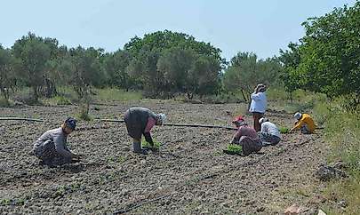 Balıkesir'de 50 bin stevya bitkisi toprakla buluştu