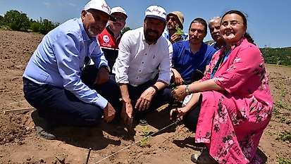 200 yıl sonra Sındırgı'da kök boya bahçesi kuruldu