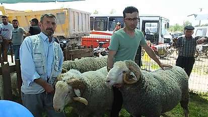 İvrindi'de 170 kiloluk koçlar ilgi odağı oldu