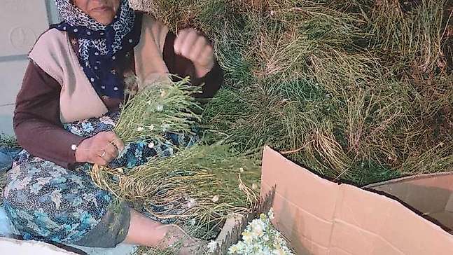 Hisarcık'ta papatya ailelerin gelir kaynağı oldu