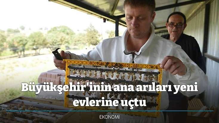 Büyükşehir'inin ana arıları yeni evlerine uçtu