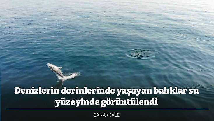 Denizlerin derinlerinde yaşayan balıklar su yüzeyinde görüntülendi