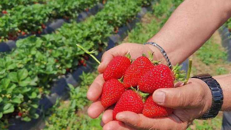'Çilek köyü'nde ilk hasat başladı 5 ülkeye ihraç edilecek