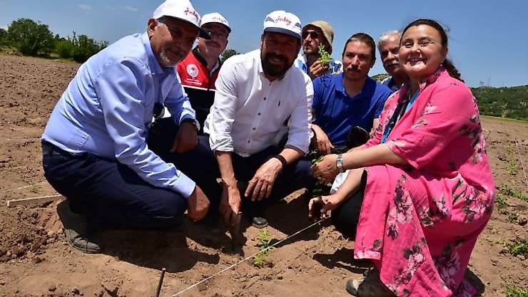 200 yıl sonra Sındırgı'da kök boya bahçesi kuruldu
