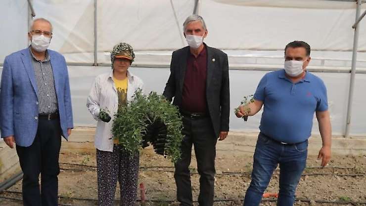 8 milyon domates fidesi toprakla buluşuyor