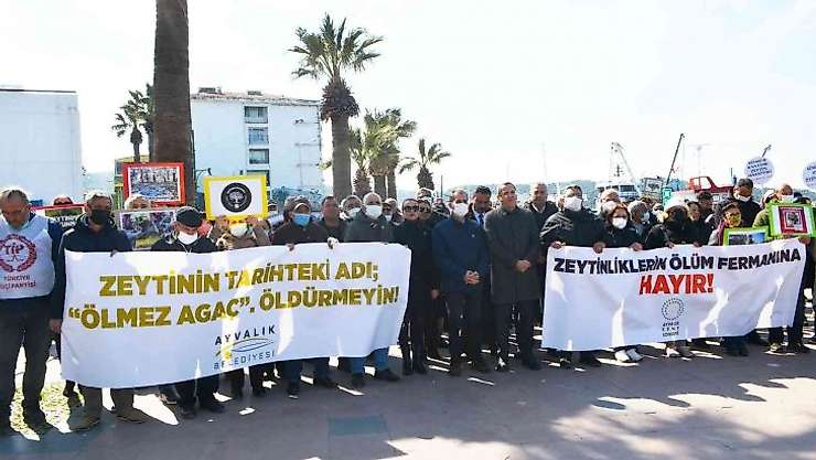 Ayvalık'ta 'zeytin ağacı' eylemi