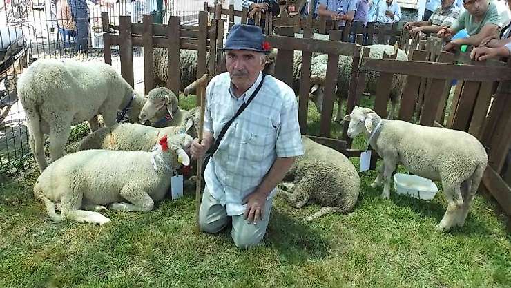 Balıkesir'de Bahar Şenliği'nde kuzu ve oğlaklar yarıştı