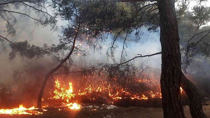 Balıkesir'de orman yangını zamanında müdahale ile kısa sürede söndürüldü