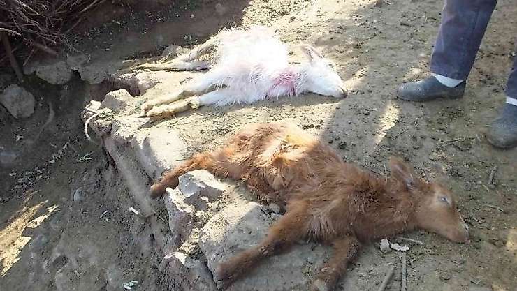 Balıkesir'de sahipsiz köpekler keçileri parçaladı