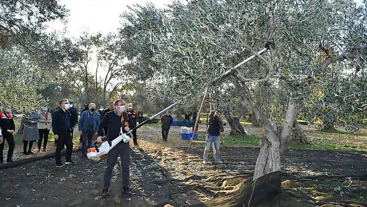 Balıkesir Valisi Şıldak zeytin hasadı yaptı