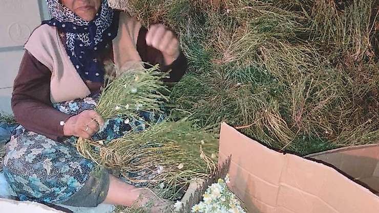 Hisarcık'ta papatya ailelerin gelir kaynağı oldu