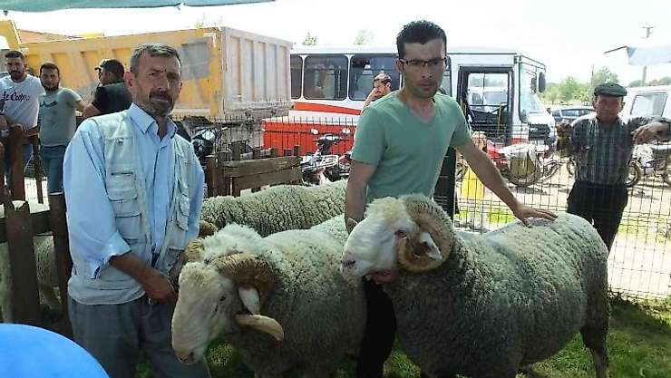 İvrindi'de 170 kiloluk koçlar ilgi odağı oldu