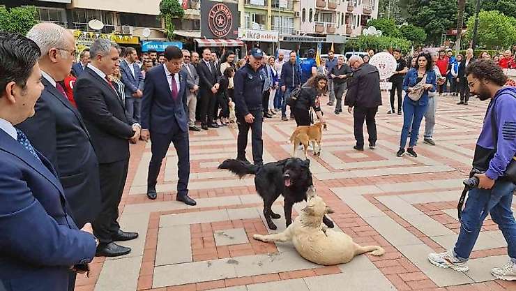 Protokolün sokak köpekleriyle imtihanı
