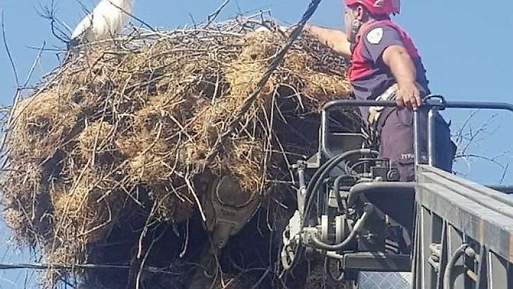 Yuvasından düşen yavru leyleğin imdadına itfaiye yetişti