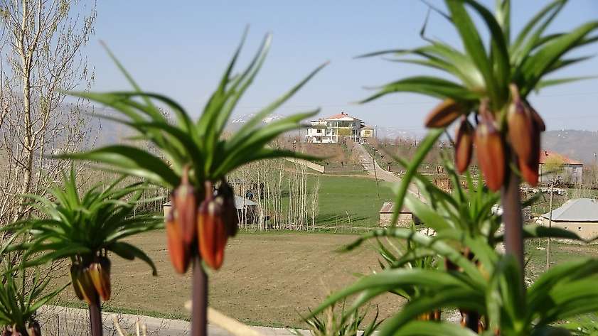 Yüksekova'da ters laleler kendine hayran bıraktı