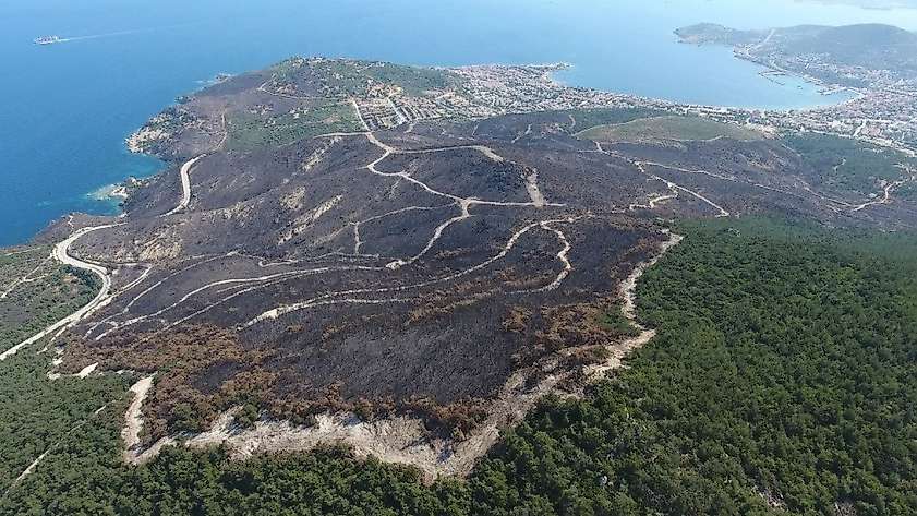 Yanan ormanlar yeniden yeşerdi