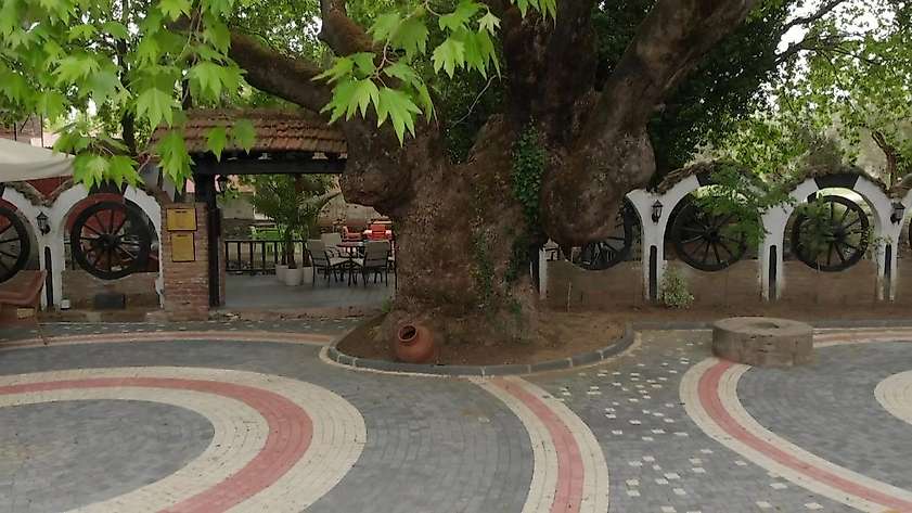 Kazdağları’nın eteklerindeki 400 yıllık anıt ağaçlar turizme kazandırılıyor