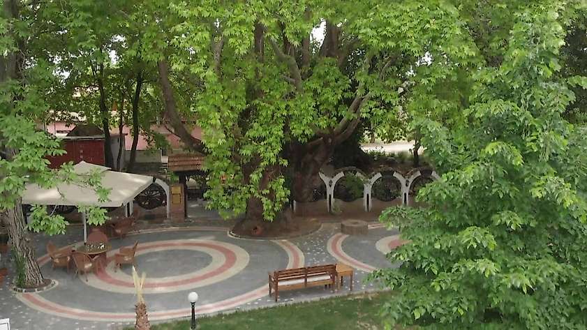 Kazdağları’nın eteklerindeki 400 yıllık anıt ağaçlar turizme kazandırılıyor
