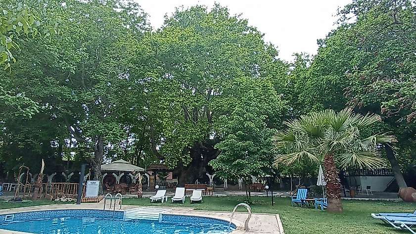 Kazdağları’nın eteklerindeki 400 yıllık anıt ağaçlar turizme kazandırılıyor