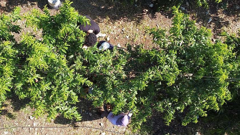 Erkenci şeftali üreticisinin yüzünü güldürdü