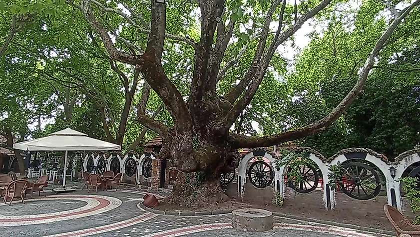 Kazdağları’nın eteklerindeki 400 yıllık anıt ağaçlar turizme kazandırılıyor